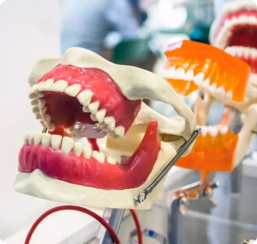 Dental Model
